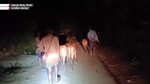 চোরাকারবারিরা সক্রিয়, খামারিরা চাপে
