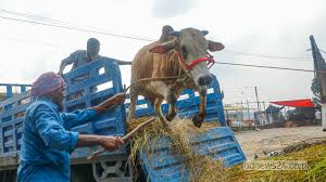 আসছে কোরবানির দেশি পশু