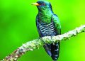 প্রকৃতির সৌন্দর্য পান্না