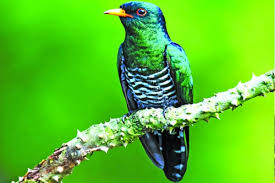 প্রকৃতির সৌন্দর্য পান্না