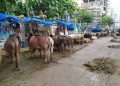 থানার নাকের ডগায় রাস্তা দখল করে পশুর হাট