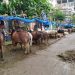 থানার নাকের ডগায় রাস্তা দখল করে পশুর হাট