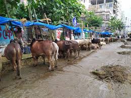 থানার নাকের ডগায় রাস্তা দখল করে পশুর হাট