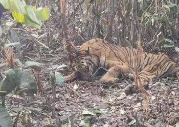 ফাঁদে আটকা বাঘিনি ফিরছে সুন্দরবনে