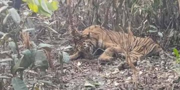 ফাঁদে আটকা বাঘিনি ফিরছে সুন্দরবনে