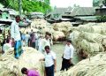 পশ্চিমের জেলাগুলোতে পাটের বাজার জমে উঠছে