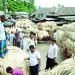 পশ্চিমের জেলাগুলোতে পাটের বাজার জমে উঠছে