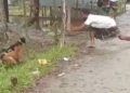 গাছে বেঁধে দুটি কুকুরকে পিটিয়ে হত্যা