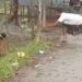 গাছে বেঁধে দুটি কুকুরকে পিটিয়ে হত্যা