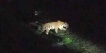 আবারও সুন্দরবনে দেখা মিলল রয়েল বেঙ্গল টাইগারের