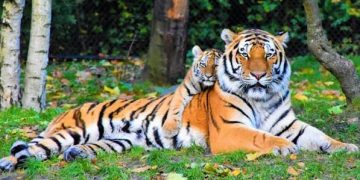 আজ বিশ্ব বাঘ দিবস