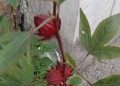 মেস্তাপাটের চা ‘চুকুর’ নজর কাড়ছে