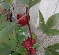 মেস্তাপাটের চা ‘চুকুর’ নজর কাড়ছে