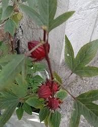 মেস্তাপাটের চা ‘চুকুর’ নজর কাড়ছে