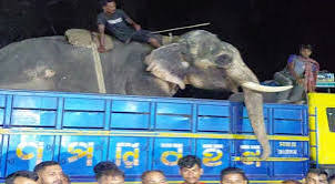 ‘বাদশা বাহাদুর’ এখন জাতীয় চিড়িয়াখানায়