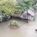 চার নদীর পানি বিপৎসীমার ওপরে