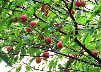 আলুবোখারা চাষে বাজিমাত