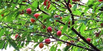 আলুবোখারা চাষে বাজিমাত