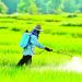 সারপ্রত্যাশী কৃষকদের হয়রানি চলছেই