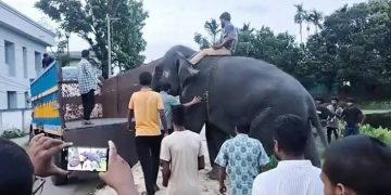 ফিরেছে হাতি ‘সম্রাট’ ও ‘নিহারকলি’
