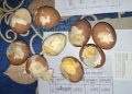 ময়মনসিংহে স্কুল ফিডিংয়ে দেওয়া হলো পচা ডিম