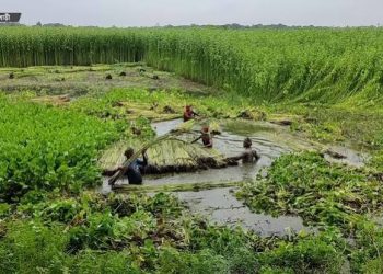 লক্ষ্যমাত্রা ছাড়িয়েছে পাটের আবাদ