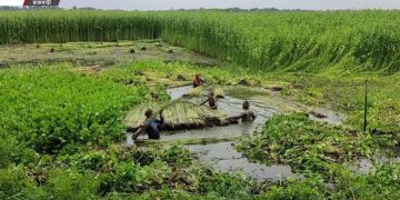 লক্ষ্যমাত্রা ছাড়িয়েছে পাটের আবাদ