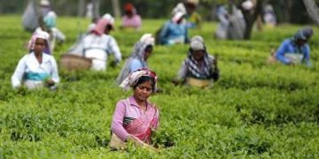 চা শ্রমিক গোষ্ঠী অধিকার ও স্বীকৃতির লড়াইয়ে আদিবাসী