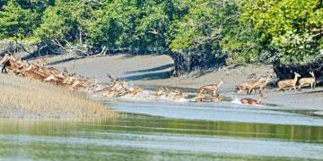 প্রাণ ফিরছে জীববৈচিত্র্যে সুন্দরবনে