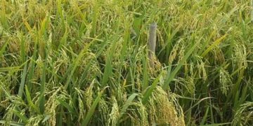 এল নিনোর হুংকার ধানের ফলনে