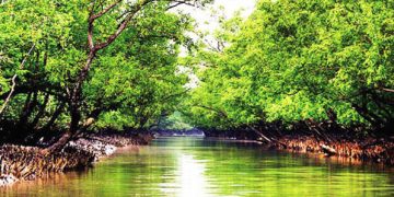খুলে দেওয়া হচ্ছে বিশ্বের বৃহত্তম ম্যানগ্রোভ ফরেস্ট সুন্দরবন