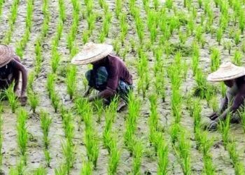 আমন মৌসুমে সারের সংকট, বিপাকে কৃষকেরা