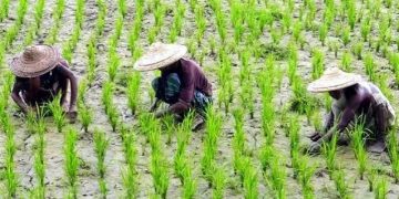 আমন মৌসুমে সারের সংকট, বিপাকে কৃষকেরা
