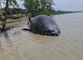 নদীতে ৩২ ফুটের মৃত তিমি