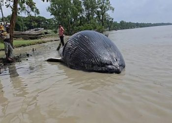 নদীতে ৩২ ফুটের মৃত তিমি