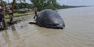 নদীতে ৩২ ফুটের মৃত তিমি