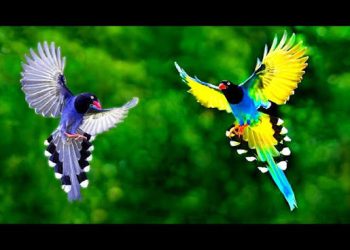 ক্যামেরাবন্দি ১৩০ প্রজাতির পাখির সৌন্দর্য