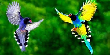 ক্যামেরাবন্দি ১৩০ প্রজাতির পাখির সৌন্দর্য