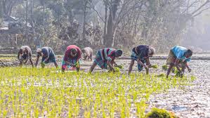 বন্যা, দাম ও আয় কমায় কৃষক পরিবার সংকটে