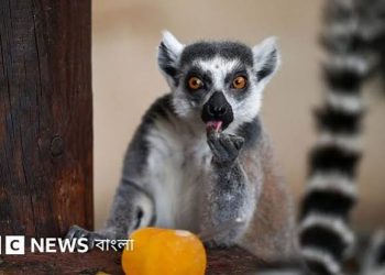 গাজীপুরের লেমুর থেকে আলোচনায় আম্বানির ‘বনতারা’,