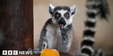 গাজীপুরের লেমুর থেকে আলোচনায় আম্বানির ‘বনতারা’,