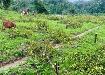 গাছের শত্রু বন বিভাগ