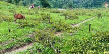 গাছের শত্রু বন বিভাগ