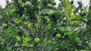 পাহাড়ে সবুজ মাল্টার নীরব বিপ্লব