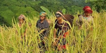পাহাড়ে পাহাড়ে জুম কাটার উৎসব