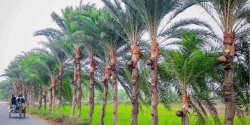 যশোরের ঐতিহ্য গুড়ের হাঁড়িতে সংকটের আঁচ