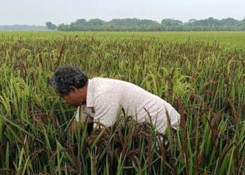 হারিয়ে যাচ্ছে দেশি ‘শনি’ ও ‘কালিরায়’
