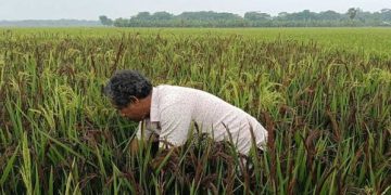 হারিয়ে যাচ্ছে দেশি ‘শনি’ ও ‘কালিরায়’