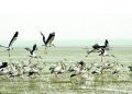 অতিথি পাখির মিলনমেলা