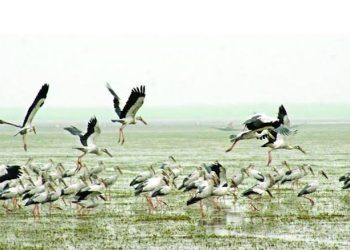 অতিথি পাখির মিলনমেলা